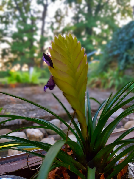 A close-up of a plant with an out-of-focus rural-appearing background. The plant has many long, narrow, and arching dark green leaves growing in a rosette. From the center of the rosette rises densely overlapping flower bracts, greenish-yellow in colour, with a couple of deep purple blossoms showing up on the left side of the bracts.