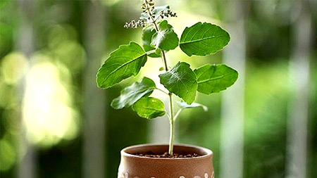 Graphic shows picture of a small green-leafed plant in brown clay pot; it has a trunk of pale green and several darker green leaves coming out from the stem with a bracket of what appears to be flower blossoms coming from the top of the trunk.